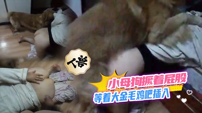 【人兽】小母狗撅着屁股等着大金毛鸡吧插入 的封面