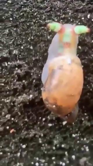 寄生虫钻进蜗牛体内，现在蜗牛?已经被彻底控制，犹如丧尸一般。 的封面