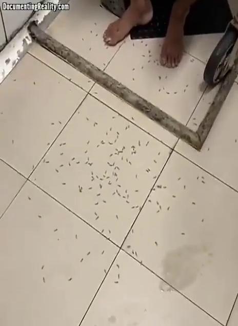 蛆魔人 포스터