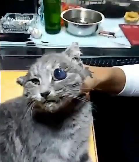 โปสเตอร์สำหรับ 胜哥经典吃猫眼